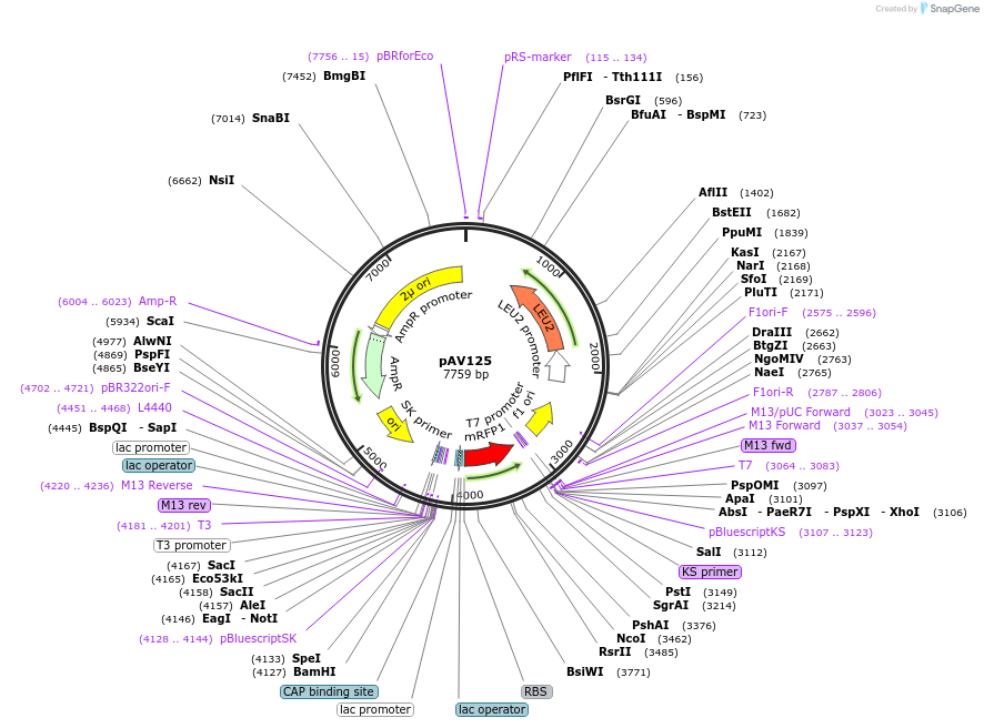 63191-plasmid-map-sequence-id-104862