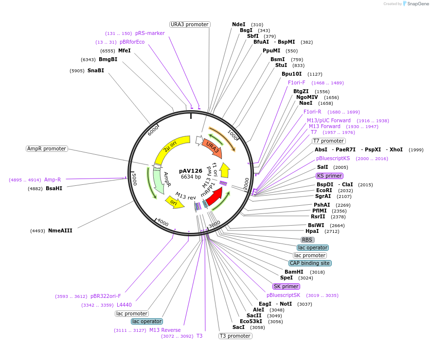 63192-plasmid-map-sequence-id-104870
