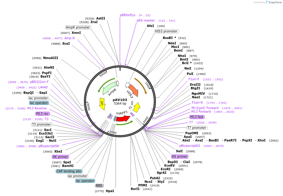 63193-plasmid-map-sequence-id-104872