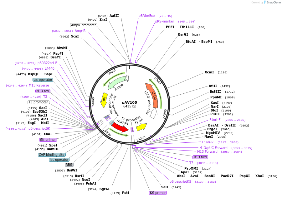 63195-plasmid-map-sequence-id-104874