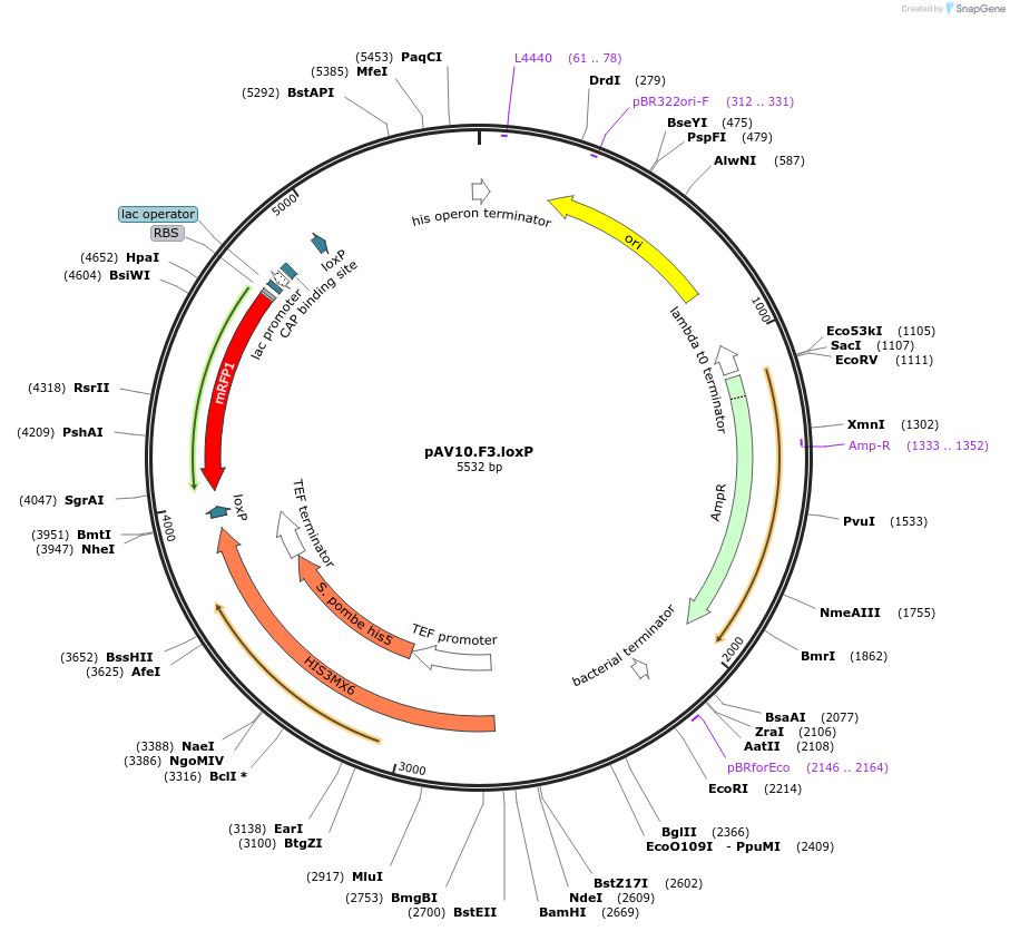 63200-plasmid-map-sequence-id-104877