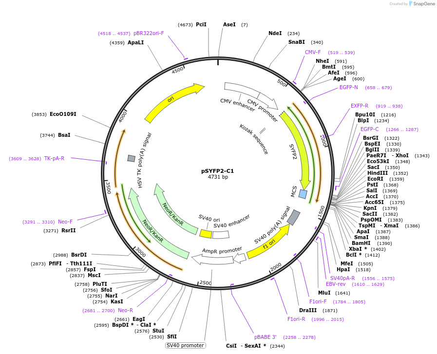 22878-plasmid-map-sequence-id-10488