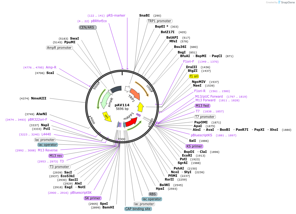 63181-plasmid-map-sequence-id-104885