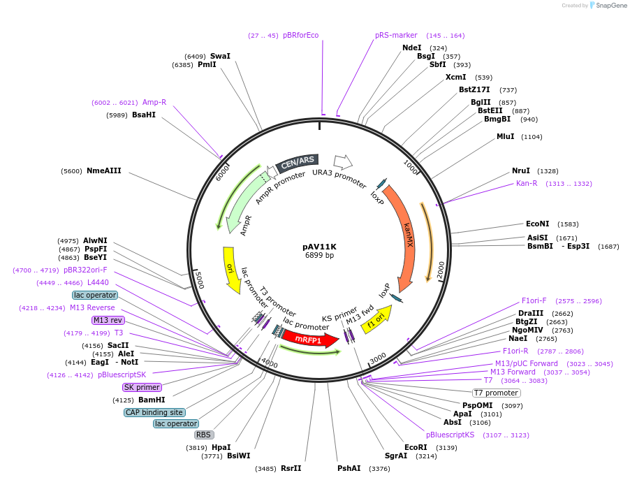 63184-plasmid-map-sequence-id-104886