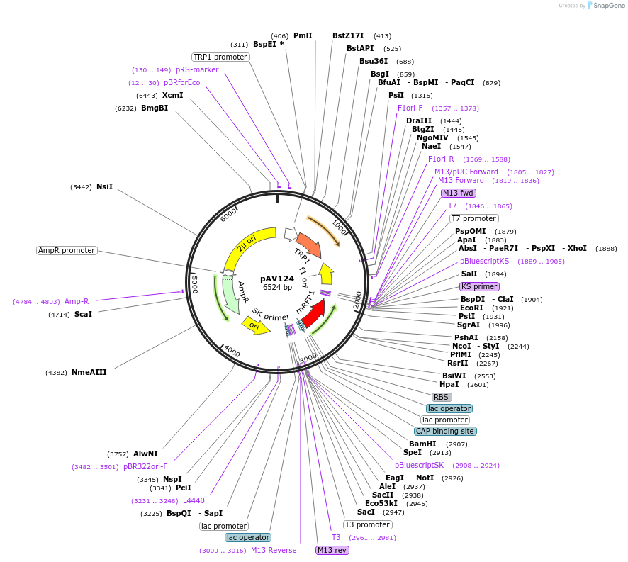 63190-plasmid-map-sequence-id-104887