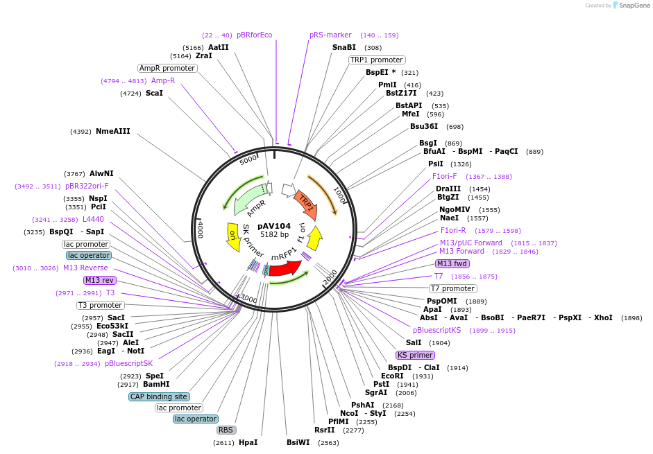 63194-plasmid-map-sequence-id-104894