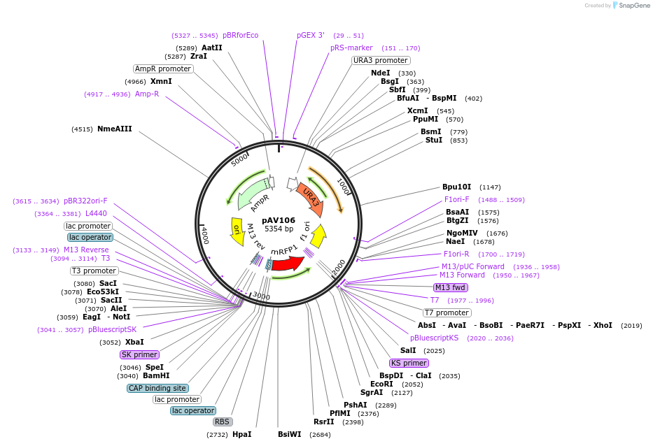 63196-plasmid-map-sequence-id-104896