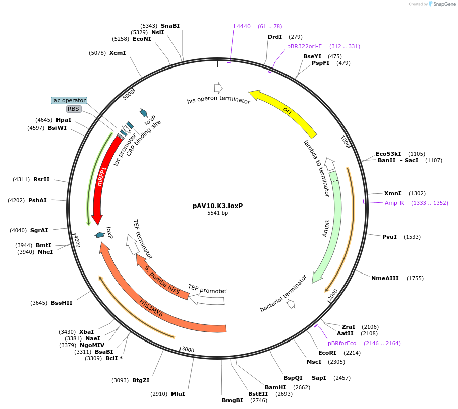 63202-plasmid-map-sequence-id-104899