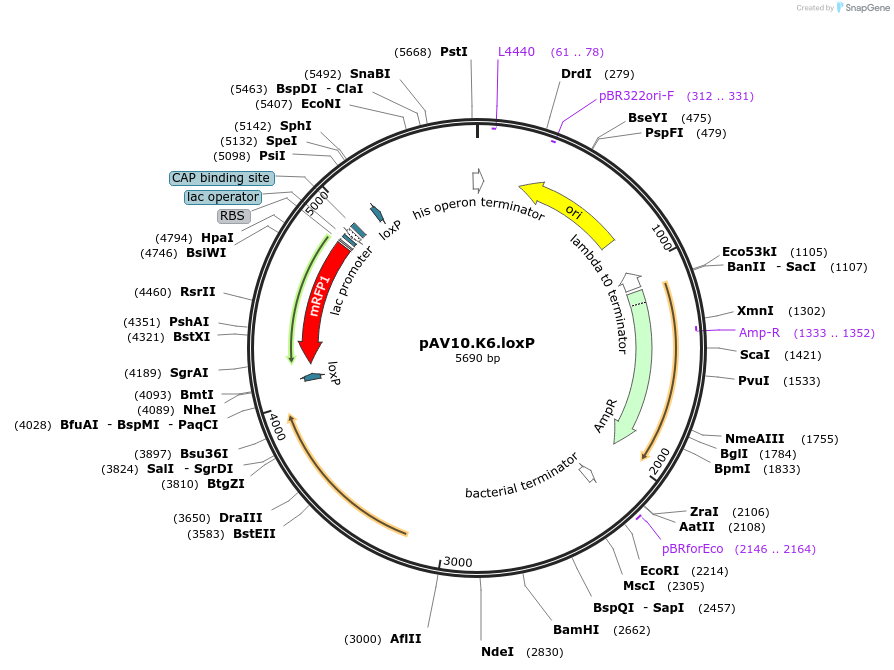 63203-plasmid-map-sequence-id-104900