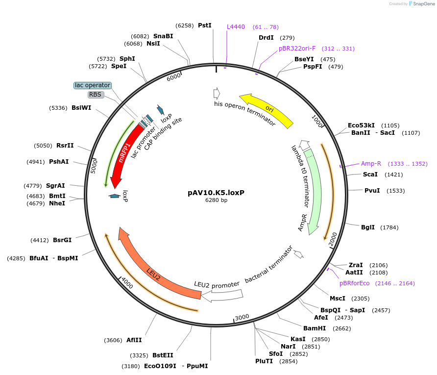 63204-plasmid-map-sequence-id-104903