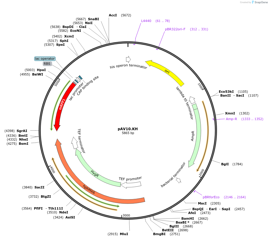 63208-plasmid-map-sequence-id-104909