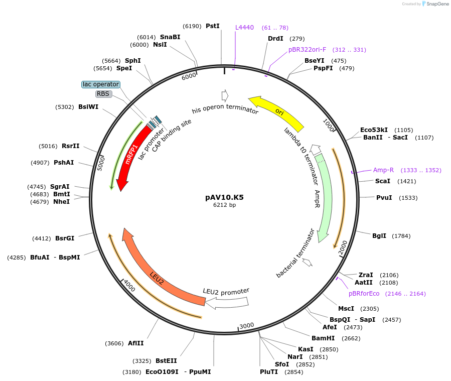 63210-plasmid-map-sequence-id-104911