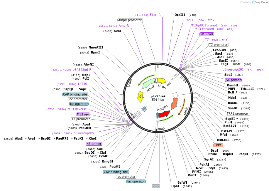 63212-plasmid-map-sequence-id-104913