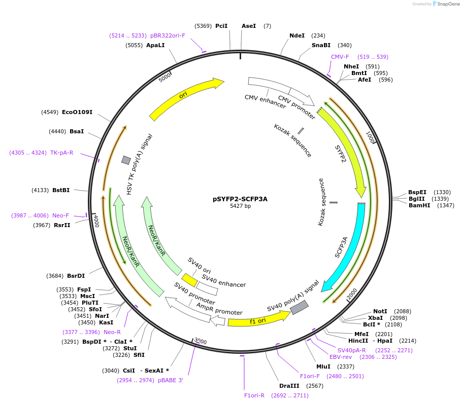 22905-plasmid-map-sequence-id-10493