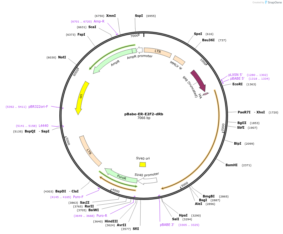 62805-plasmid-map-sequence-id-104953