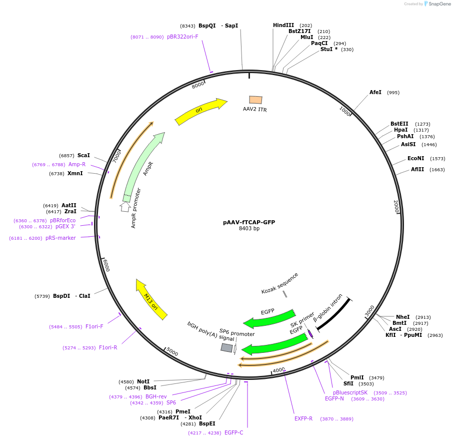 22916-plasmid-map-sequence-id-10501