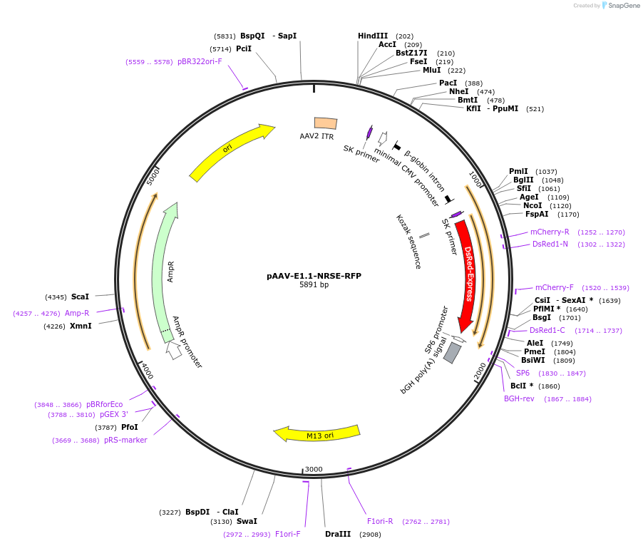 22929-plasmid-map-sequence-id-10513