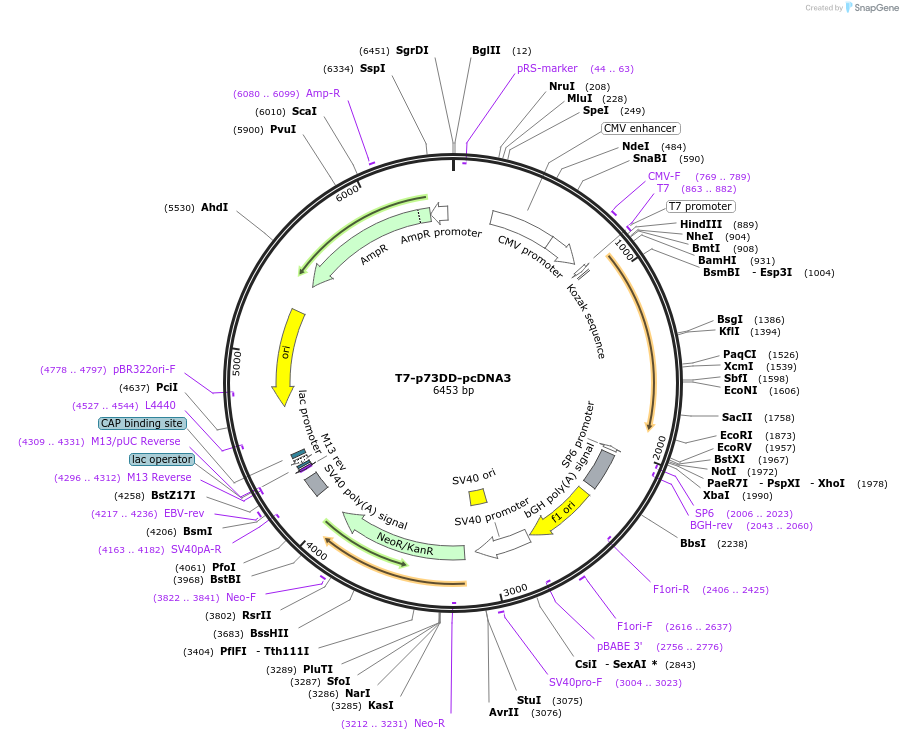 22978-plasmid-map-sequence-id-10519
