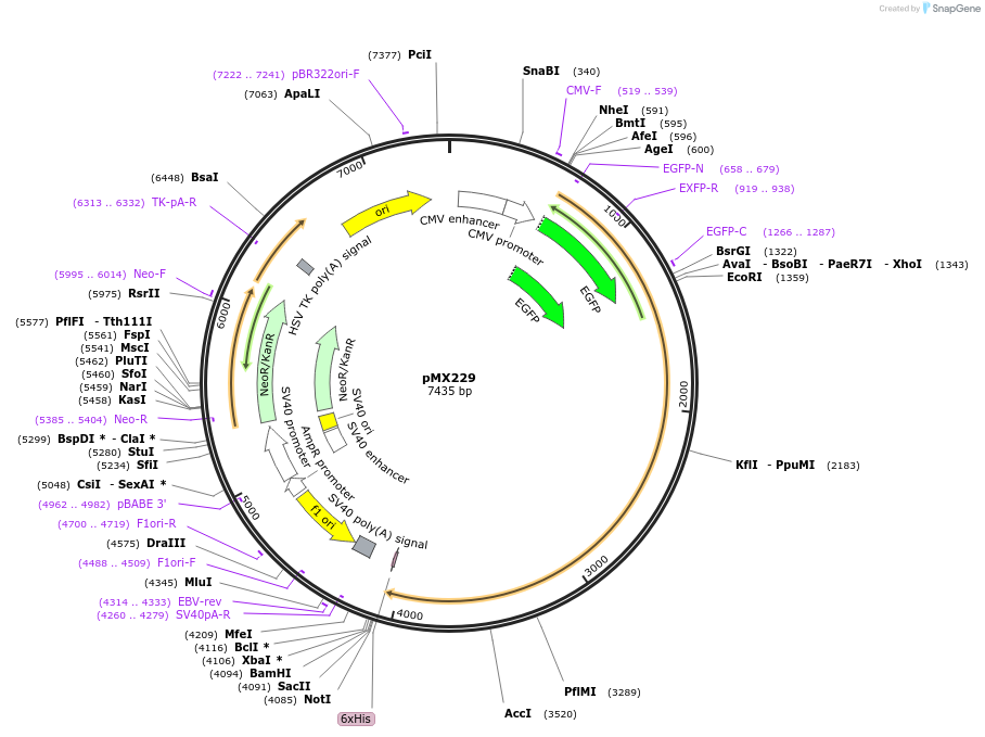 23002-plasmid-map-sequence-id-10521
