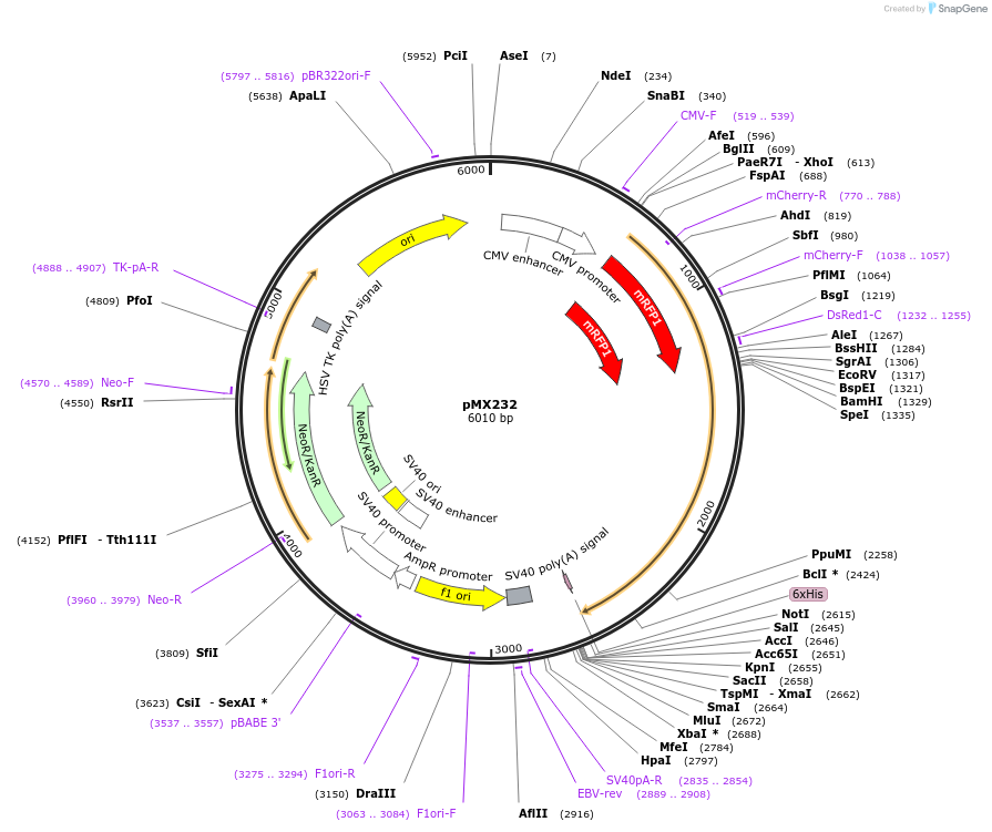 23018-plasmid-map-sequence-id-10529