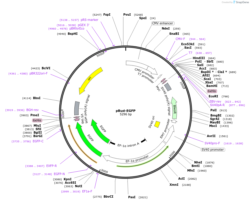 23027-plasmid-map-sequence-id-10530