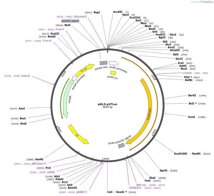 23047-plasmid-map-sequence-id-10540