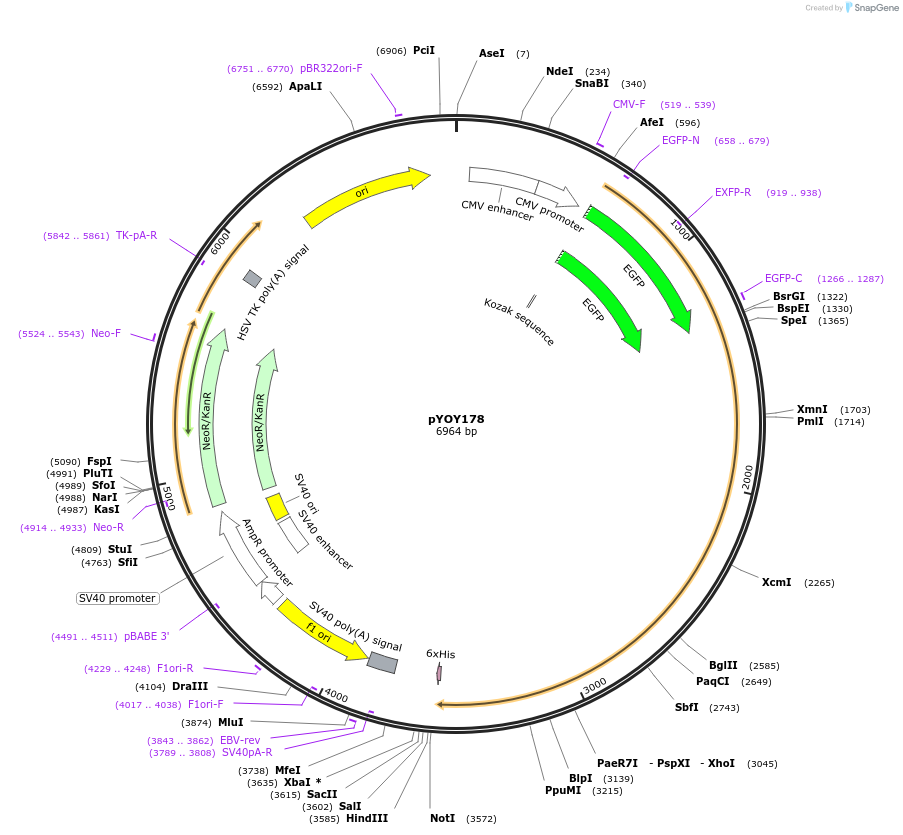 23108-plasmid-map-sequence-id-10553