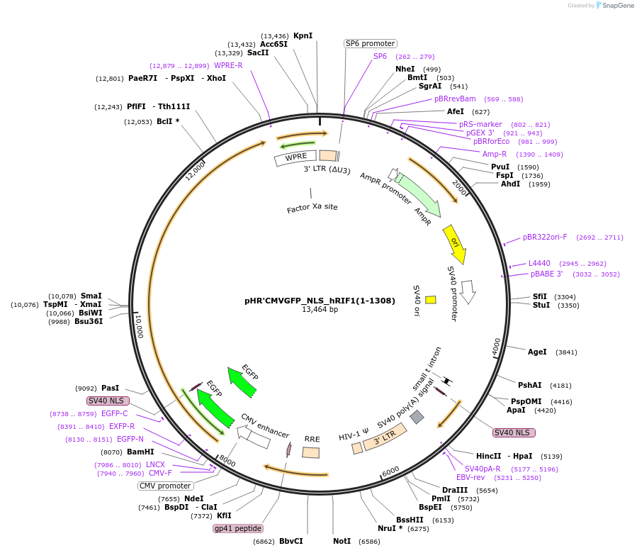 23134-plasmid-map-sequence-id-10567