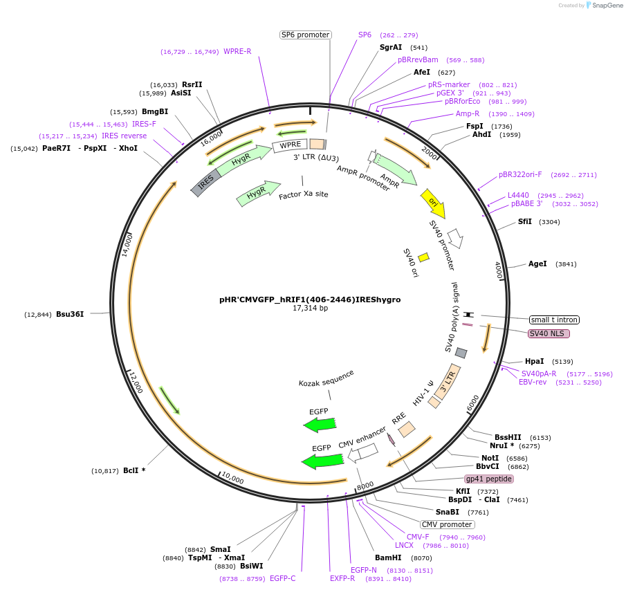 23135-plasmid-map-sequence-id-10568