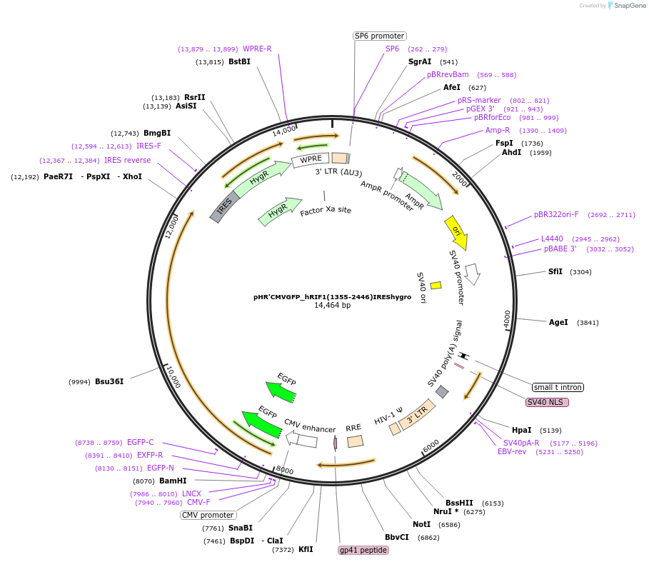 23136-plasmid-map-sequence-id-10569