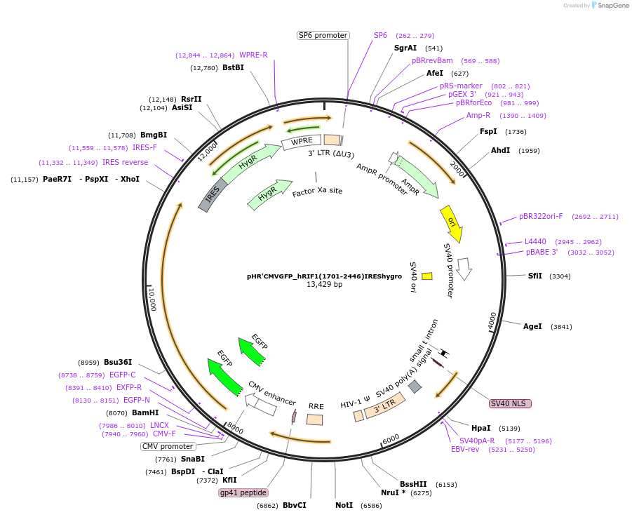 23137-plasmid-map-sequence-id-10570