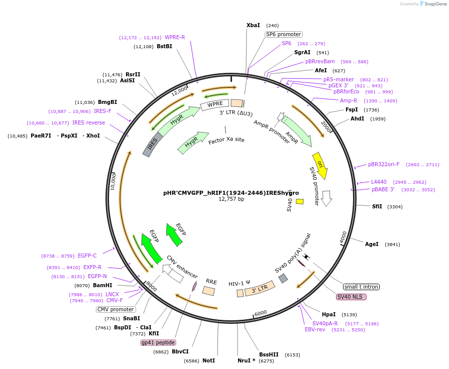 23138-plasmid-map-sequence-id-10571