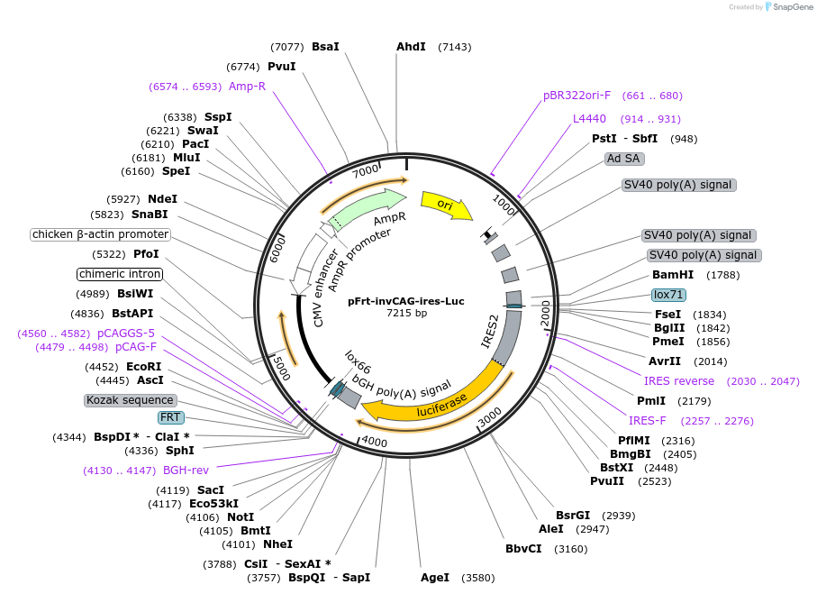 63576-plasmid-map-sequence-id-105724