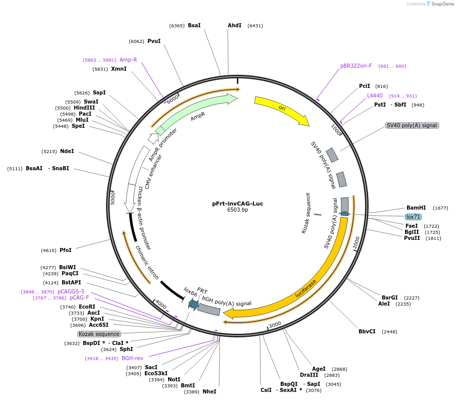 63577-plasmid-map-sequence-id-105728