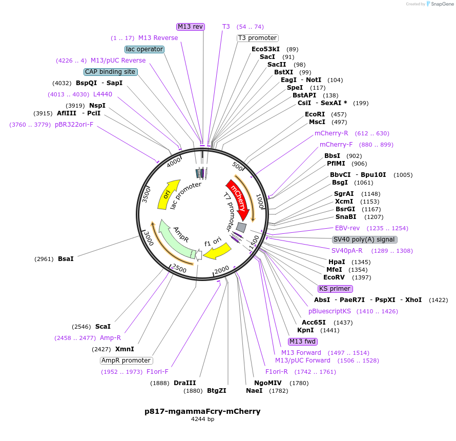 23154-plasmid-map-sequence-id-10575