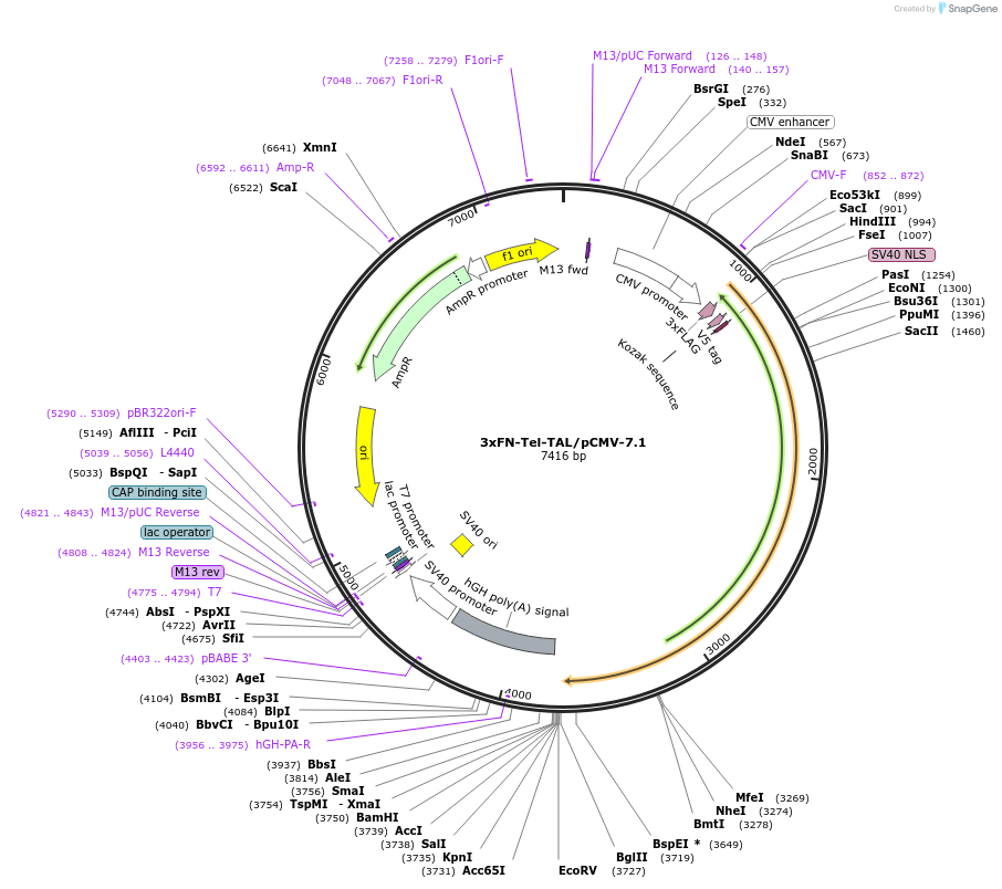 63589-plasmid-map-sequence-id-105766