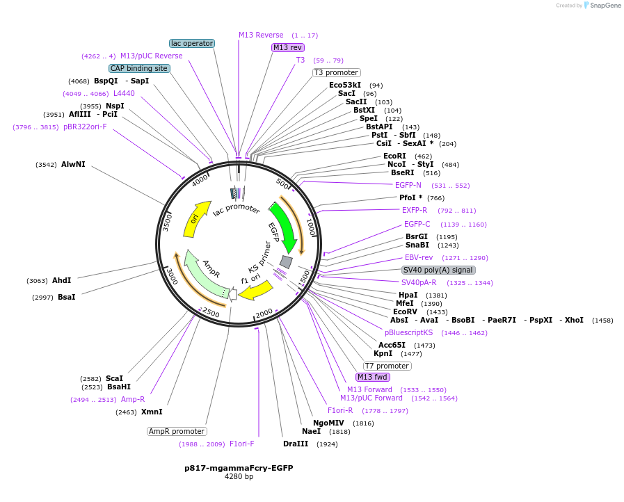 23156-plasmid-map-sequence-id-10577