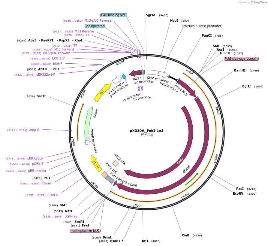 63603-plasmid-map-sequence-id-105858
