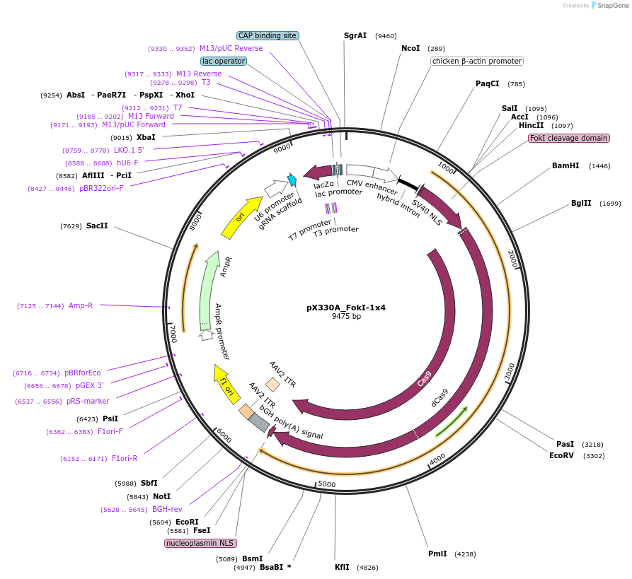 63604-plasmid-map-sequence-id-105859