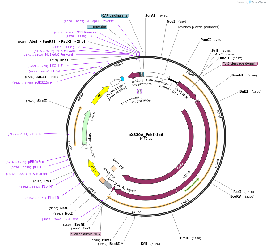 63606-plasmid-map-sequence-id-105861
