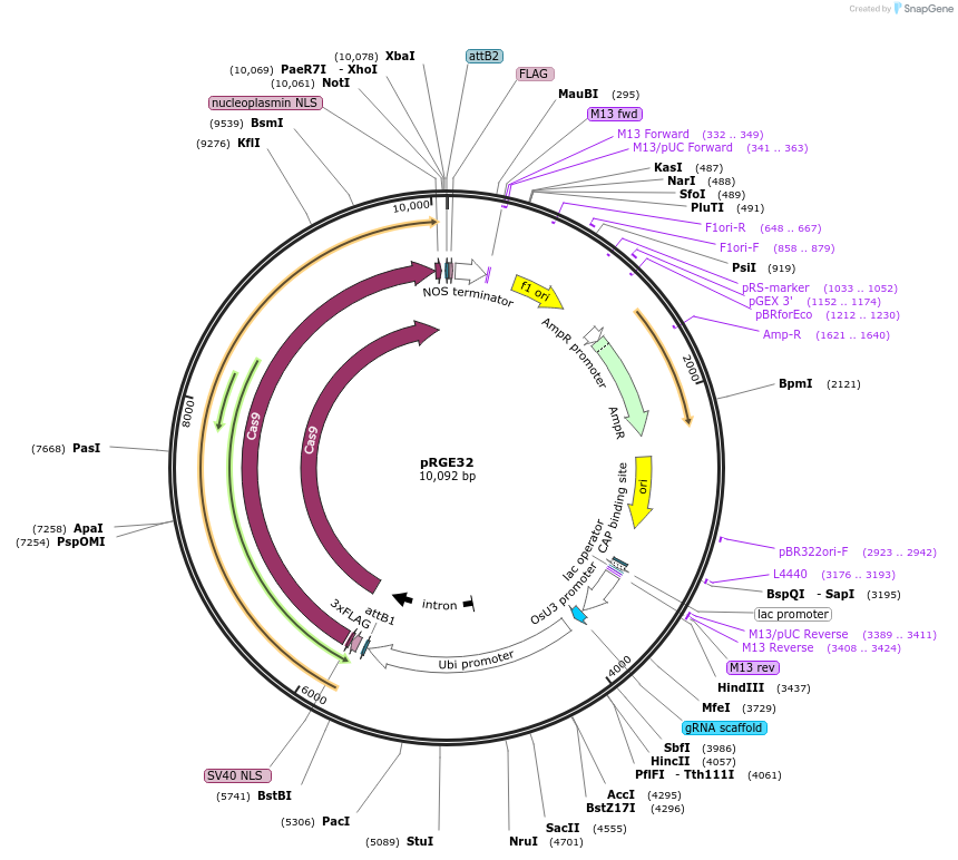 63159-plasmid-map-sequence-id-105873