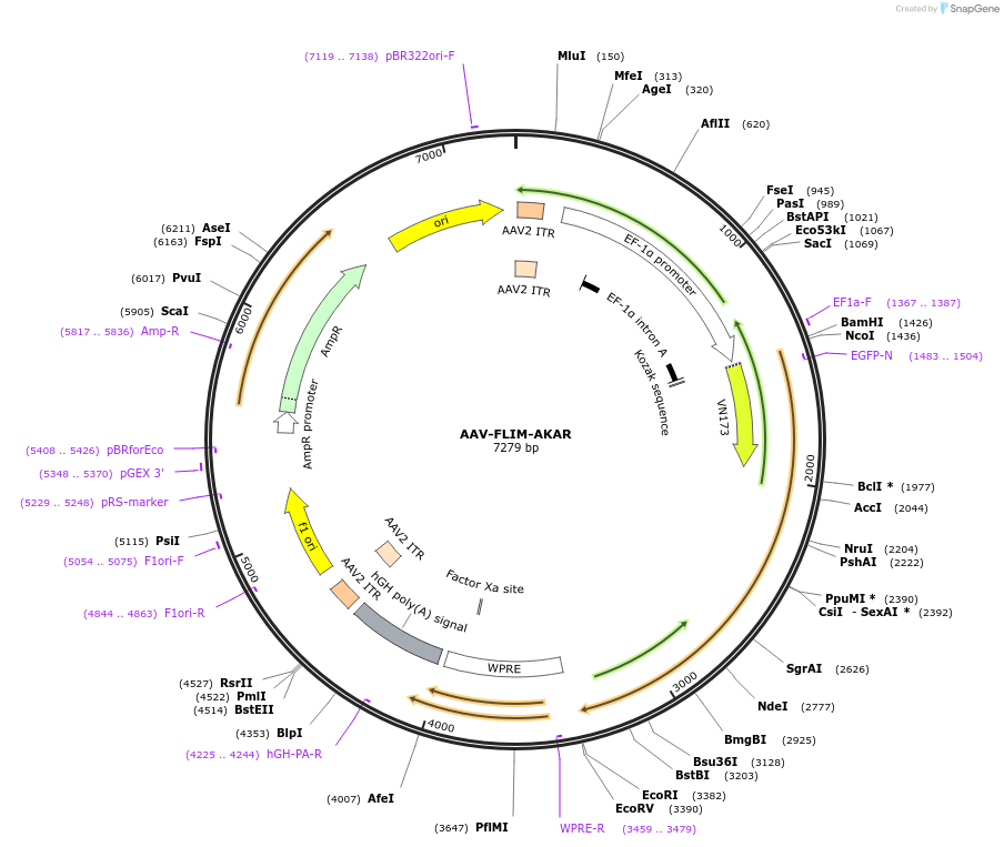 63058-plasmid-map-sequence-id-105903