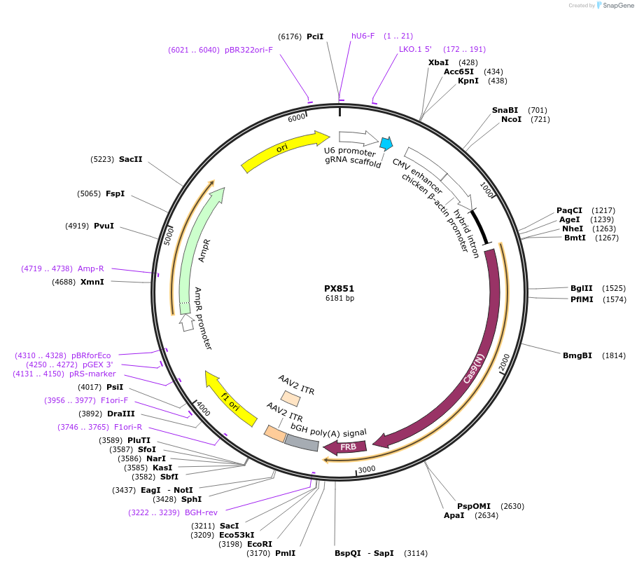 62883-plasmid-map-sequence-id-105905
