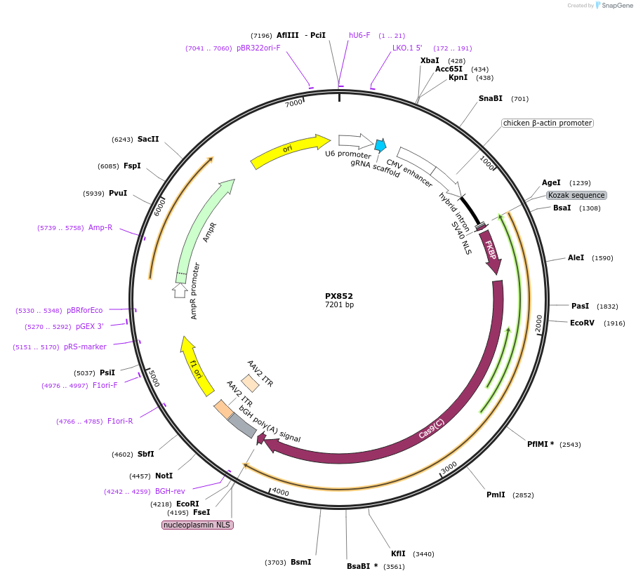 62884-plasmid-map-sequence-id-105906