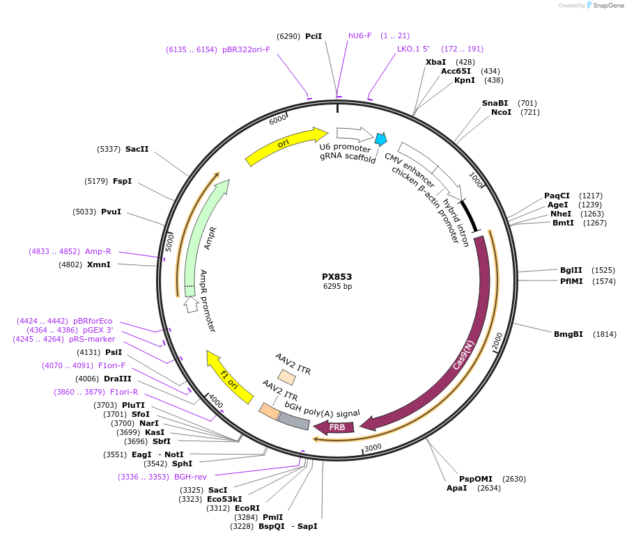 62885-plasmid-map-sequence-id-105908