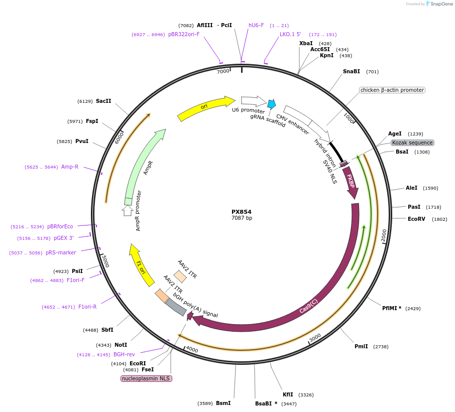 62886-plasmid-map-sequence-id-105909
