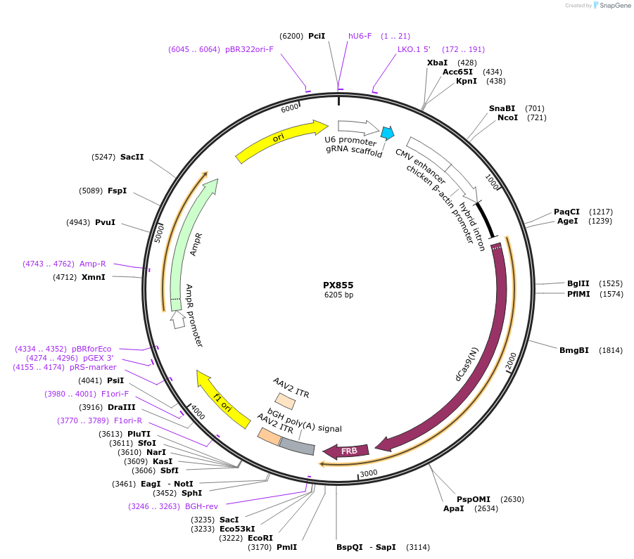 62887-plasmid-map-sequence-id-105910