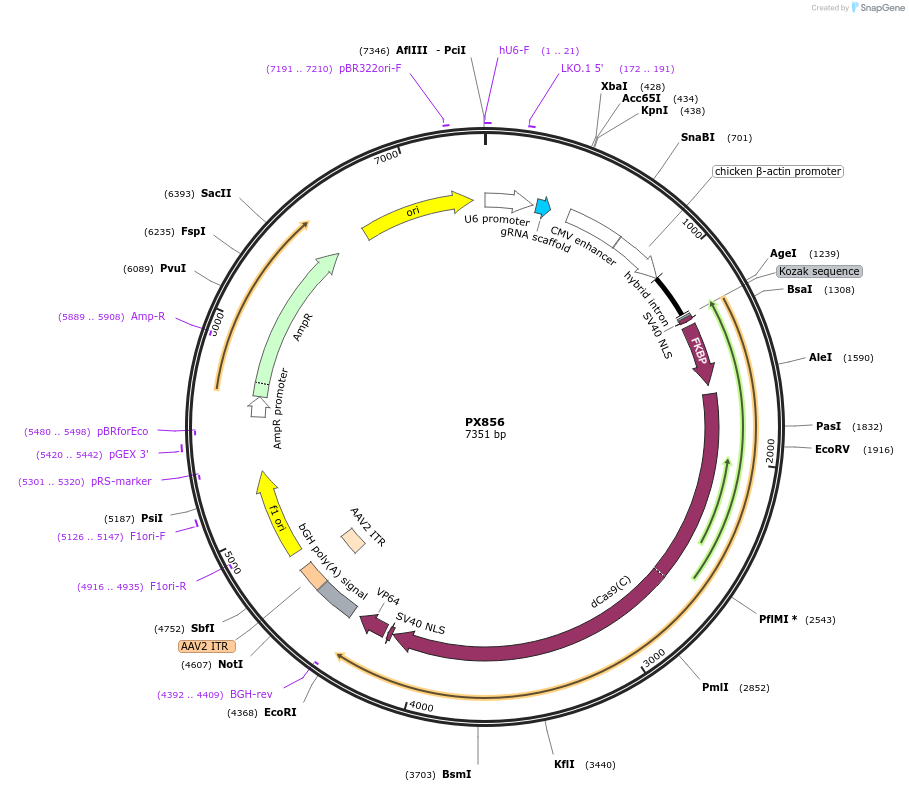 62888-plasmid-map-sequence-id-105911