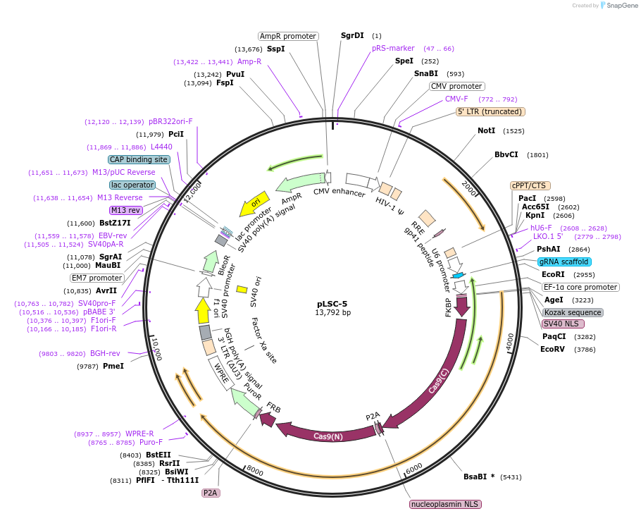 62889-plasmid-map-sequence-id-105912