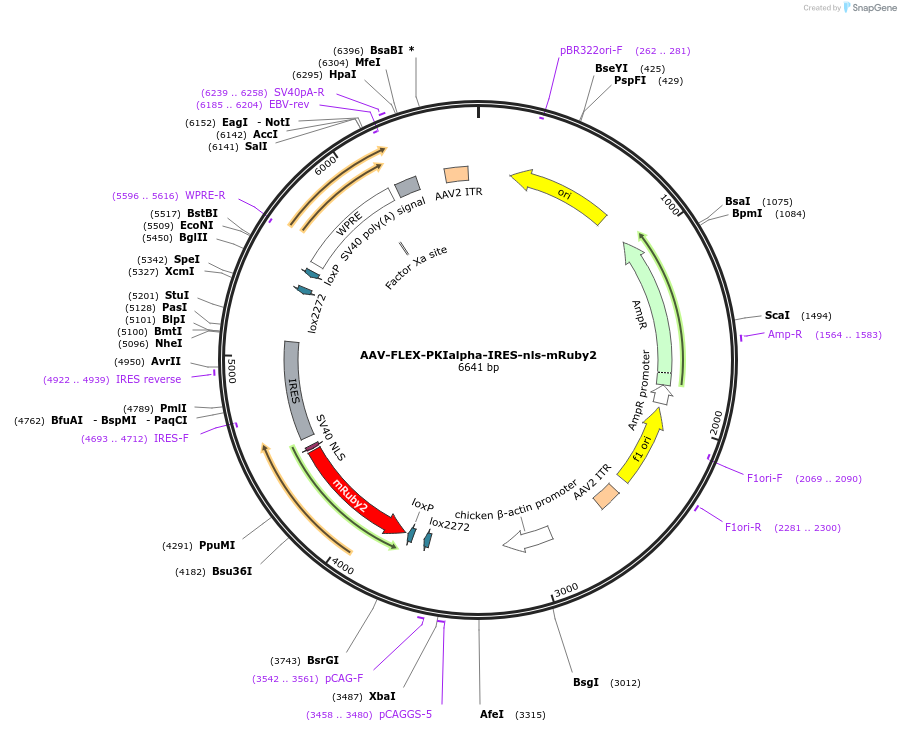 63059-plasmid-map-sequence-id-105917